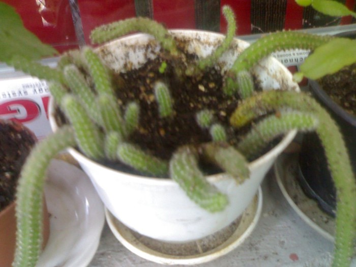 070920111895 - cactusi si suculente