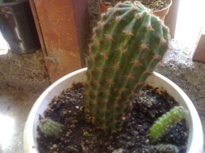 070920111920 - cactusi si suculente