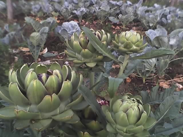 13-09-11_0717 - Anghinare in gradina mea-Artichokes Cynara scolymus