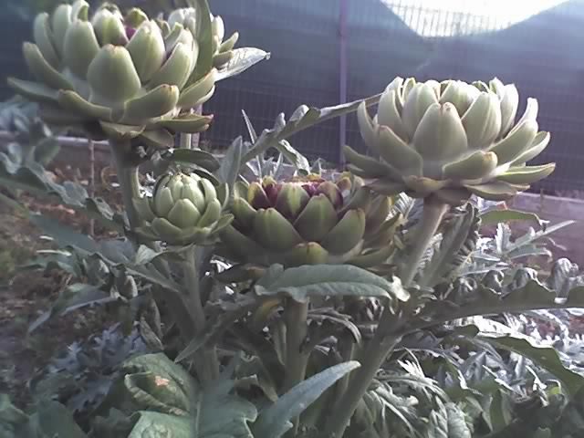 13-09-11_0719 - Anghinare in gradina mea-Artichokes Cynara scolymus