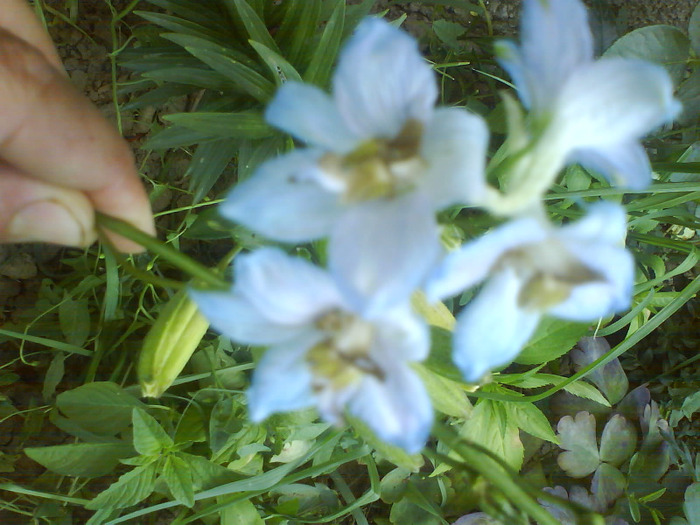 DSC06231 - delphinium-de vanzare