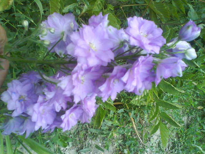 DSC06233 - delphinium-de vanzare