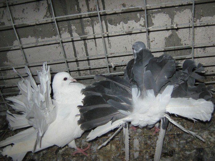 IMG_0476 - porumbei voltati