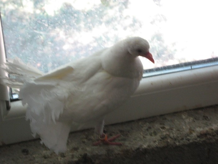 IMG_0487 - porumbei voltati