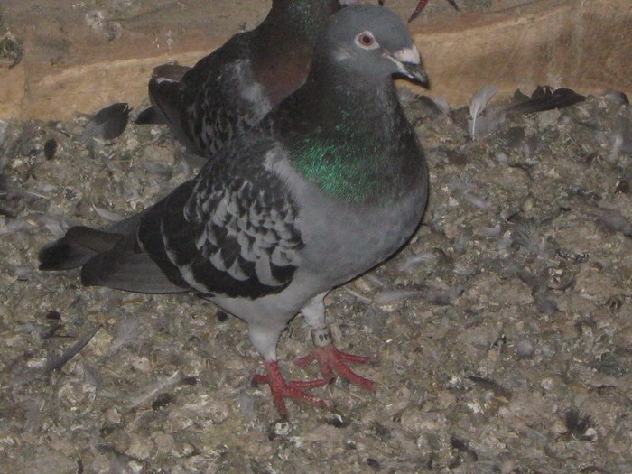 IMG_0485 - porumbei voiajori de vazare