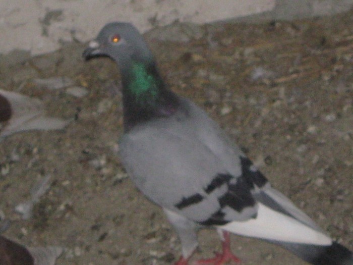 IMG_0494 - porumbei voiajori de vazare