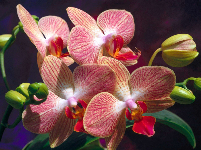 5154 - poe-orhideei