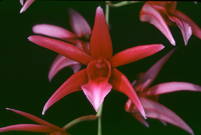 epigenium lyonii - orhidee1 - poe-orhideei