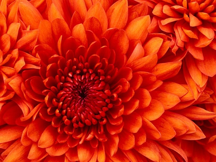 Chrysanthemum - SunPhoto Vip