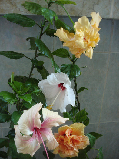 DSC00275