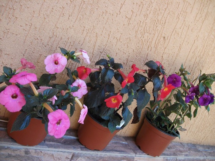 214 - Achimenes 2011