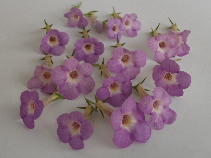 Dark Star - Achimenes 2011