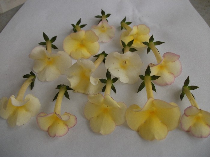 Himalayan Sunrise - Achimenes 2011