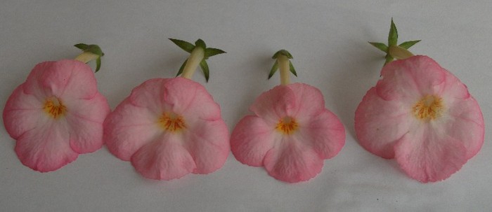 Vie en Rose