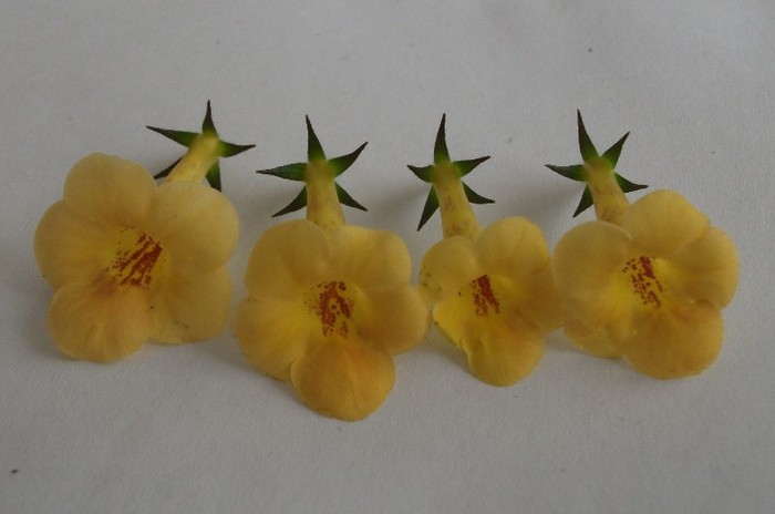 Yellow Beauty - Achimenes 2011