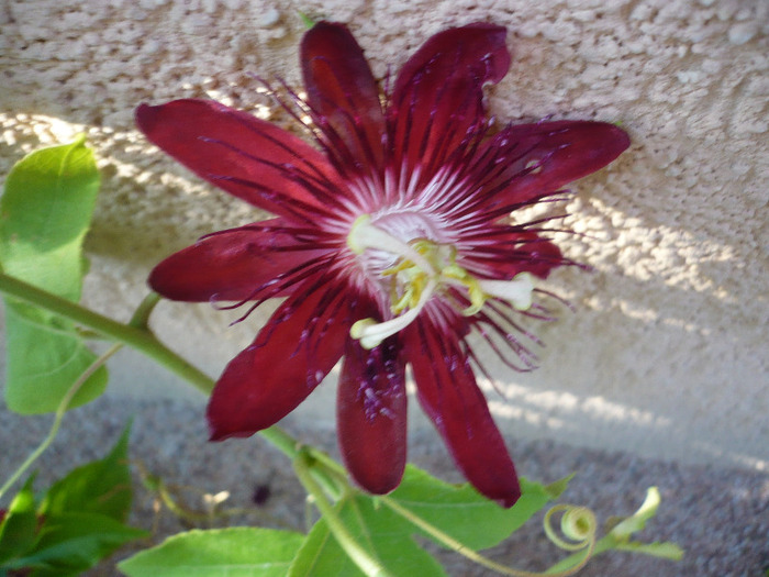 13.09.2011 - zzz-PASSIFLORA-iesite din colectie