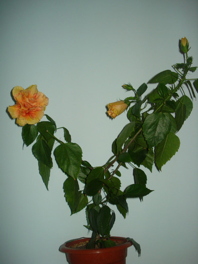 DSC00284