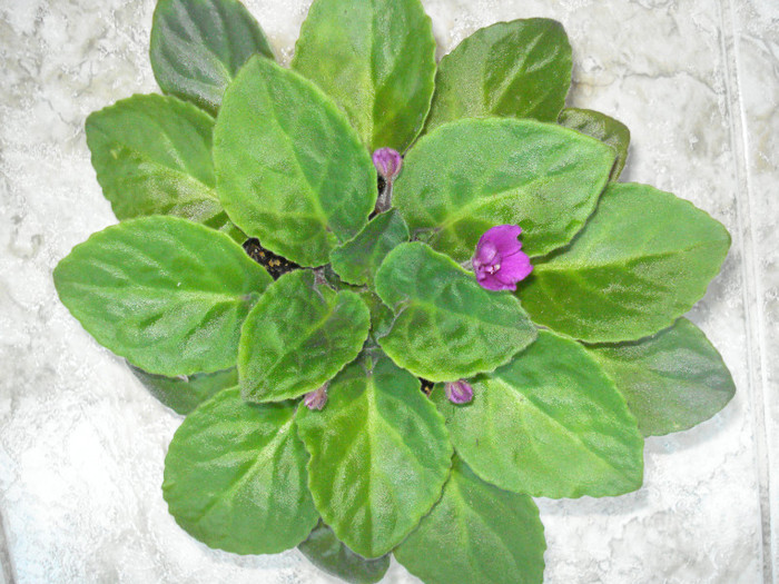 DSC00290