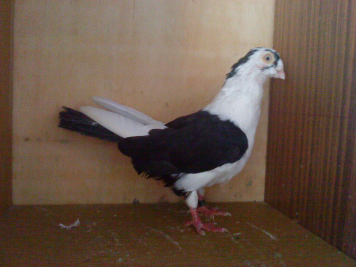 Dat in Cobadin la Osbai - D- Porumbei JUCATORI DE GALATI VANDUTI Album 1