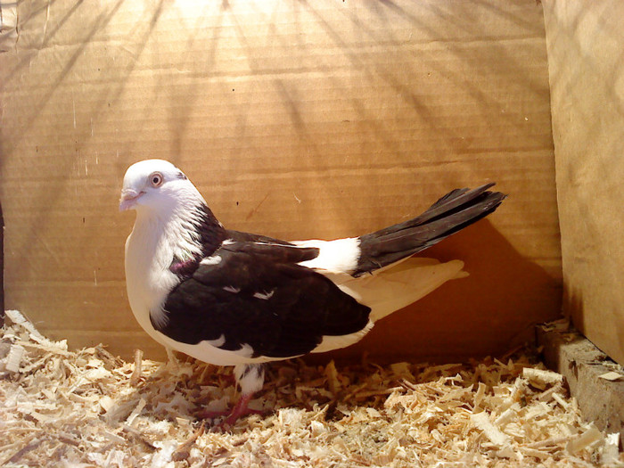 Data in Cobadin la Osbai - D- Porumbei JUCATORI DE GALATI VANDUTI Album 1