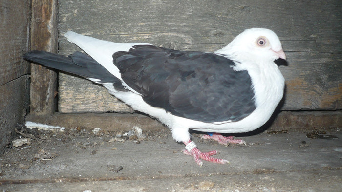 Data in Cobadin la Osbai - D- Porumbei JUCATORI DE GALATI VANDUTI Album 1