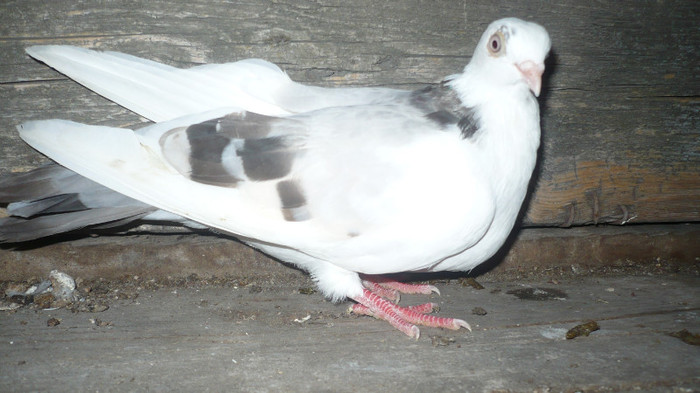 Data in Cobadin la Osbai - D- Porumbei JUCATORI DE GALATI VANDUTI Album 1