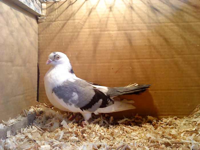 Data in Cobadin la Osbai - D- Porumbei JUCATORI DE GALATI VANDUTI Album 1