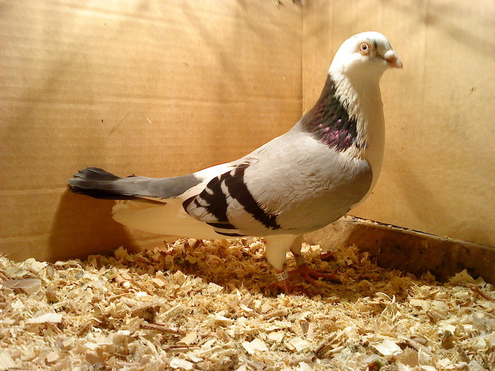 Dat in Cobadin la Osbai - D- Porumbei JUCATORI DE GALATI VANDUTI Album 1