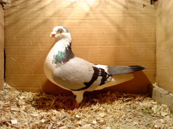 Dat in Cobadin la Osbai - D- Porumbei JUCATORI DE GALATI VANDUTI Album 1