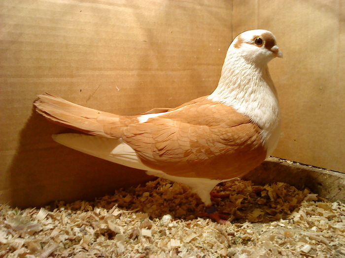 Dat in Cobadin la Osbai - D- Porumbei JUCATORI DE GALATI VANDUTI Album 1