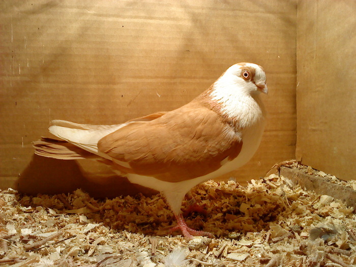 Dat in Cobadin la Osbai - D- Porumbei JUCATORI DE GALATI VANDUTI Album 1