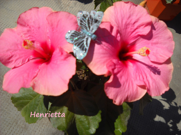 13.09.011 am inflorit - HIBISCUS- 2011