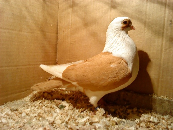 Data in Cobadin la Osbai - D- Porumbei JUCATORI DE GALATI VANDUTI Album 1