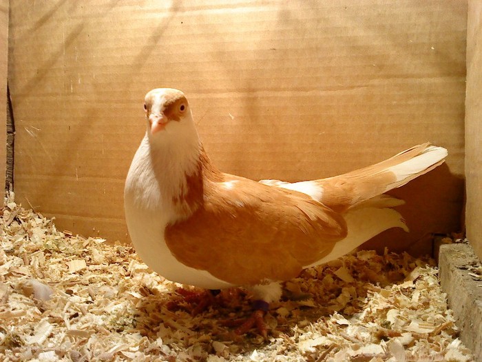 Data in Cobadin la Osbai - D- Porumbei JUCATORI DE GALATI VANDUTI Album 1