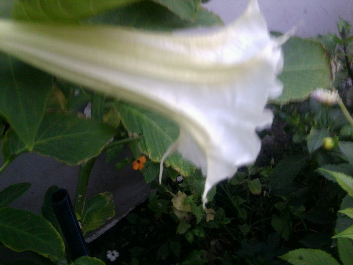 Fotografie0683 - brugmansia si datura 2012-2