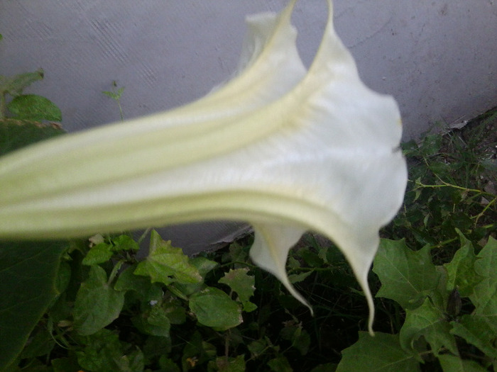 Fotografie0687 - brugmansia si datura 2012-2