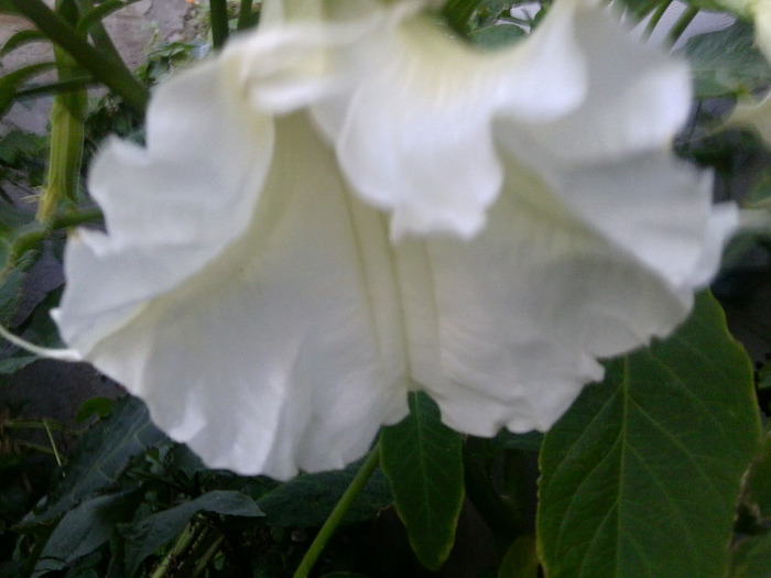 Fotografie0689 - brugmansia si datura 2012-2