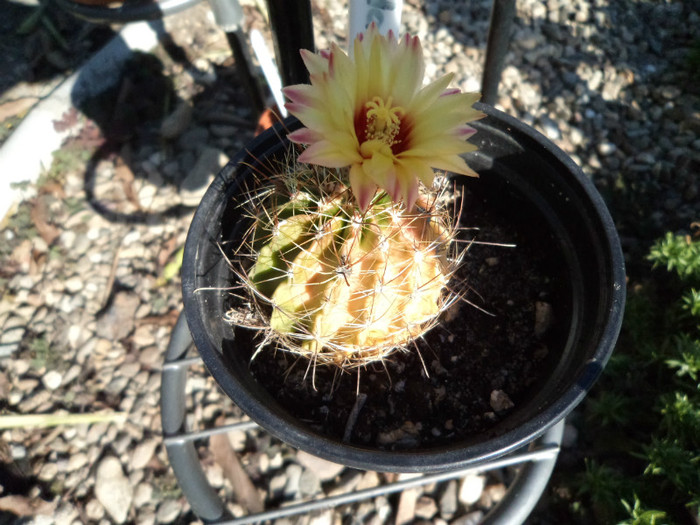 Hamatocactus setispinus  inflorit