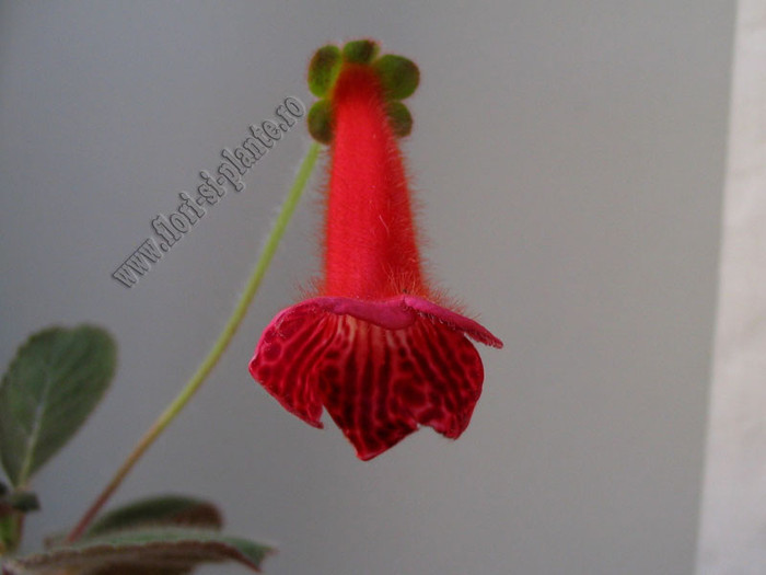 NEW - Kohleria Lena - KOHLERIA I