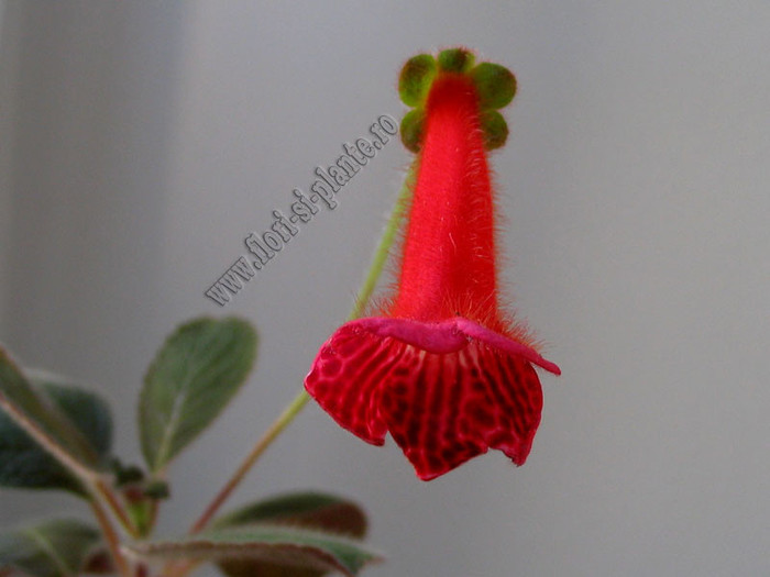 NEW - Kohleria Lena