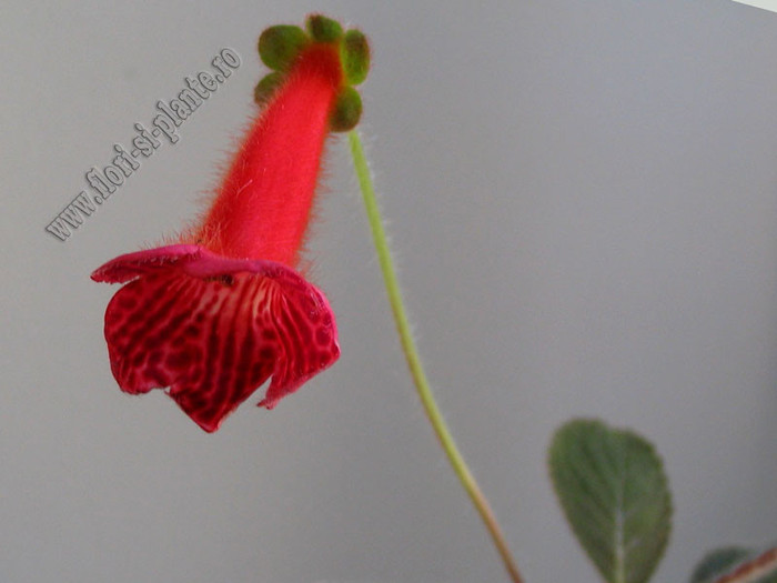 NEW - Kohleria Lena