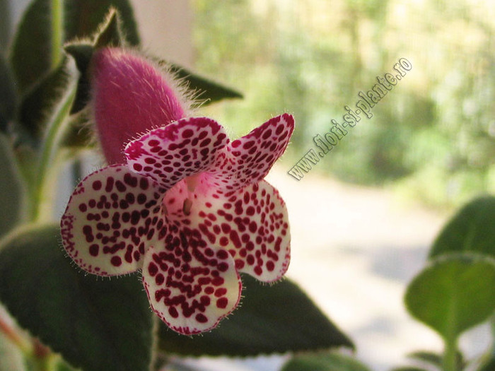 Kohleria GG Garnet Rose - KOHLERIA I