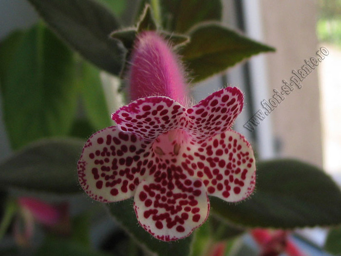 Kohleria GG Garnet Rose - KOHLERIA I