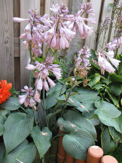 Hosta albastra 1 aug 2011 - plante diverse 2011