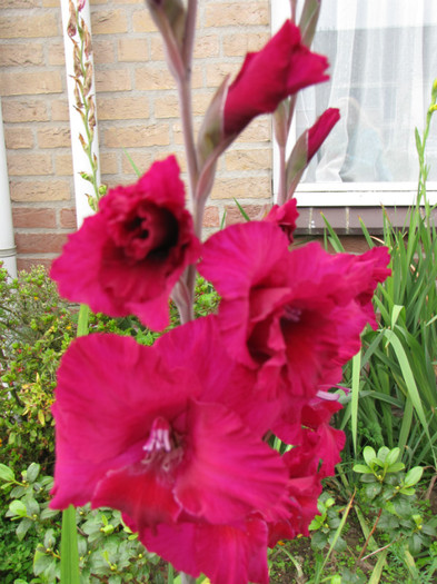 Gladiole 12 aug 2011 (2)