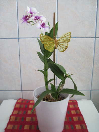 sept. 2011 - Dendrobium