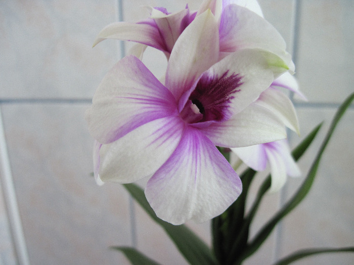 sept. 2011 - Dendrobium