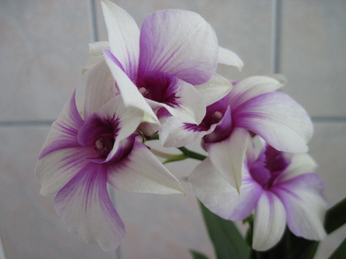 sept .2011 - Dendrobium