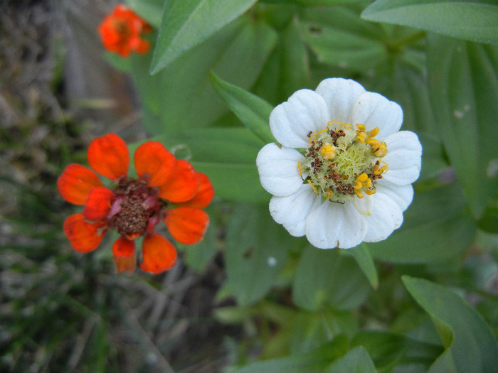 Zinnia elegans (2011, September 13) - ZINNIA Elegans