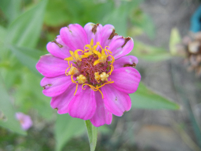 Zinnia elegans (2011, September 13) - ZINNIA Elegans